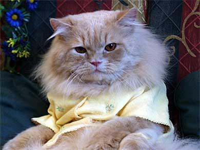 Самый умный кот