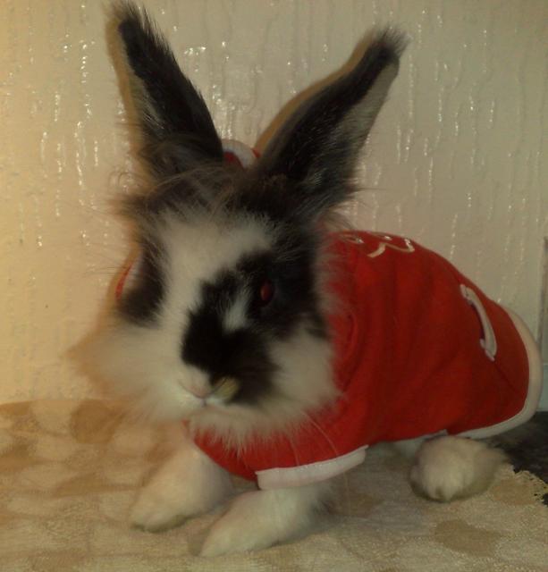 Одежда Для Кроликов Купить