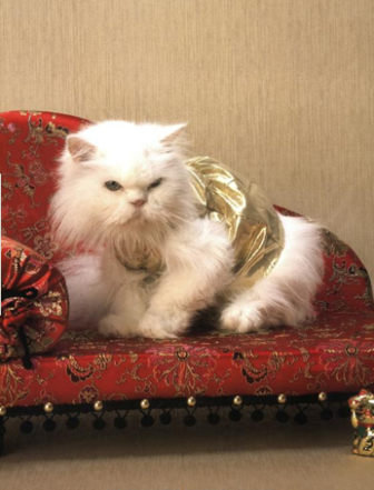 "Luxury For Cats":     !