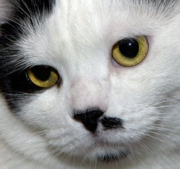 Зачем японцу кошачий зрачок?
