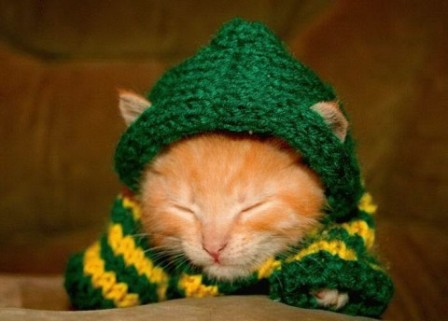 Зимняя одежда для кошек