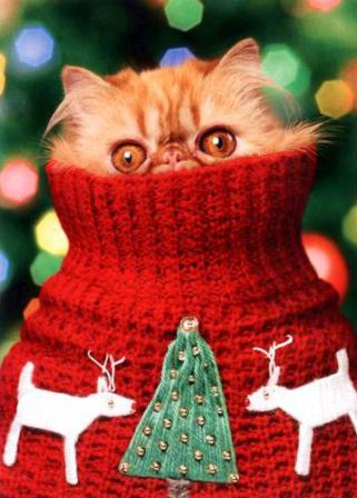 Зимняя одежда для кошек