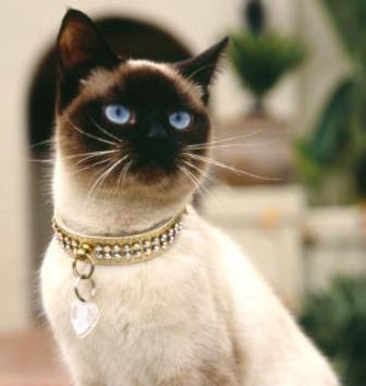 Для кошек, которые гуляют сами по себе