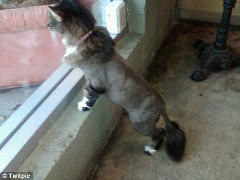 Звездные коты