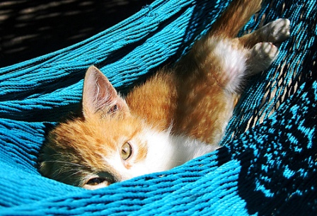 Гамак для кошки