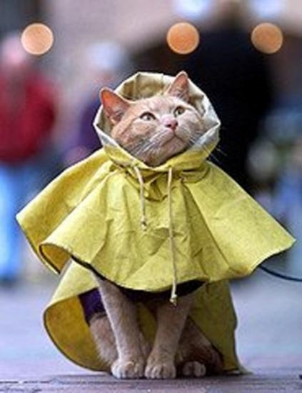 Весенние наряды для кошек