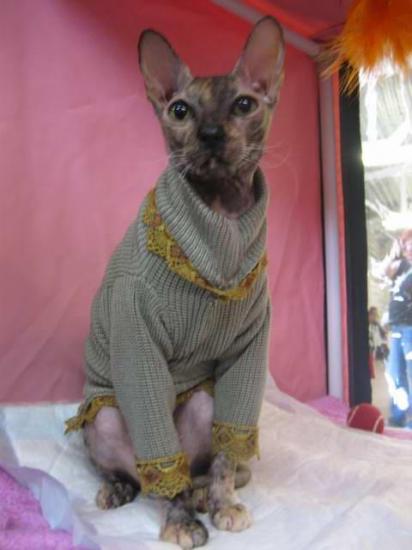 Весенние наряды для кошек