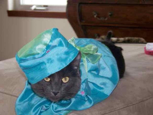 Весенние наряды для кошек