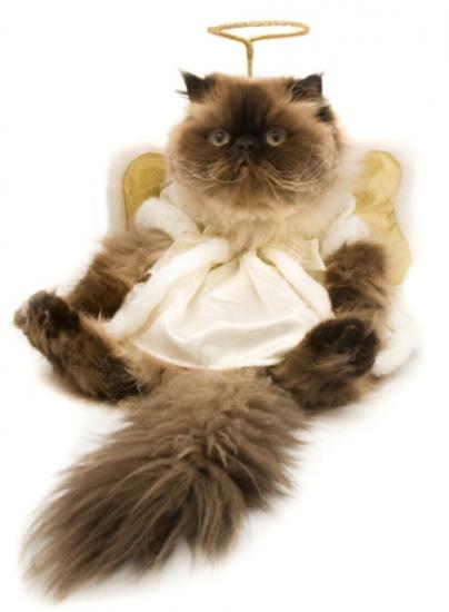 Весенние наряды для кошек