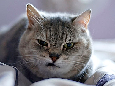 Самые недовольные коты