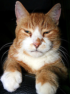Самые недовольные коты