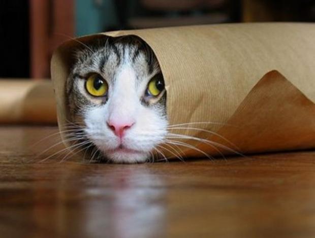 Самые забавные коты этой недели