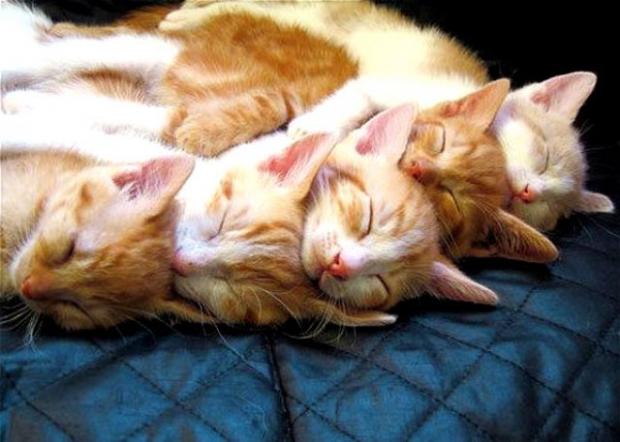 Самые забавные коты этой недели