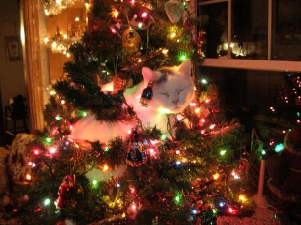 Самые забавные коты этой недели