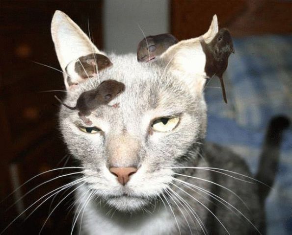 Самые забавные коты этой недели