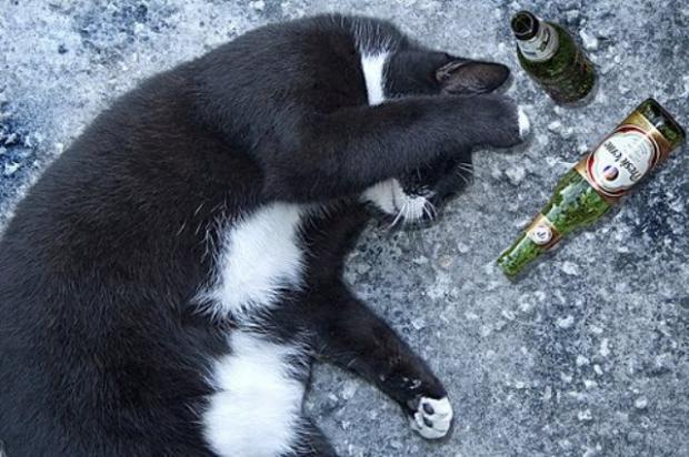 Самые забавные коты этой недели