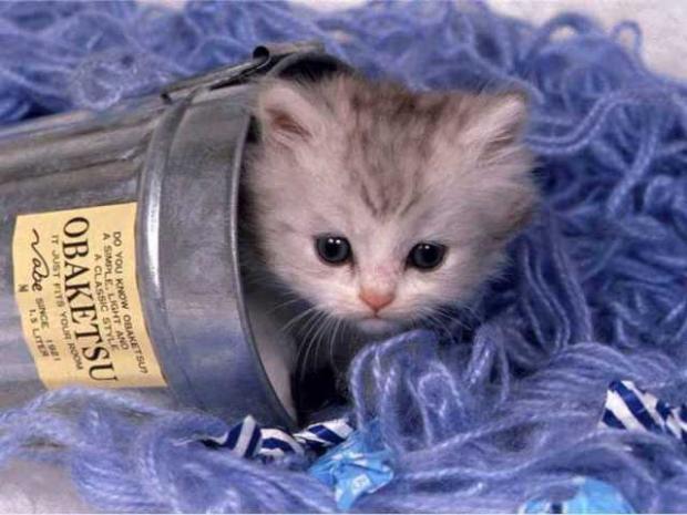 Не проходите мимо! Самые симпатичные котята недели