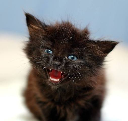 Не проходите мимо! Самые симпатичные котята недели