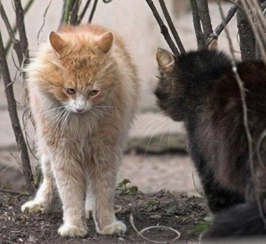 Смешные коты этой недели