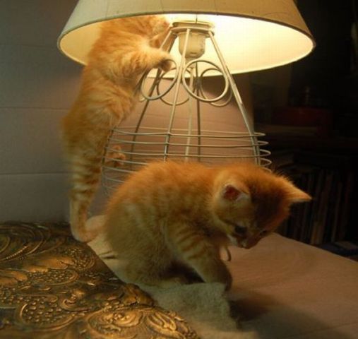 Смешные коты этой недели