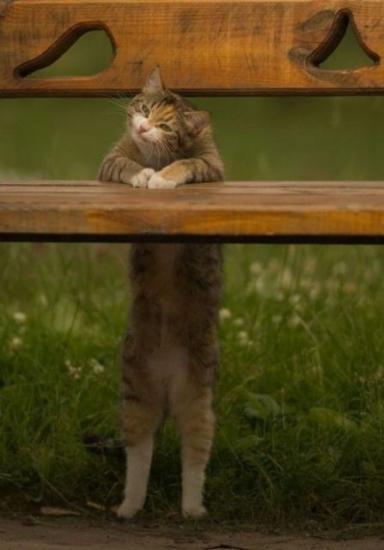 Смешные коты этой недели