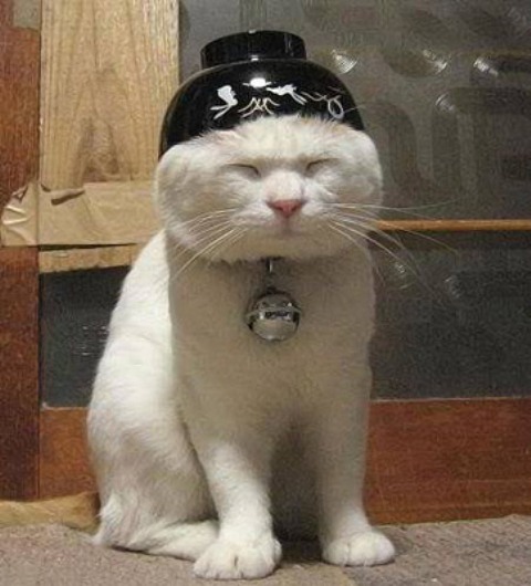 Смешные коты этой недели