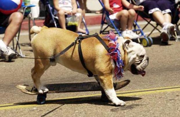 В Америке прошла выставка  America’s Family Pet Expo