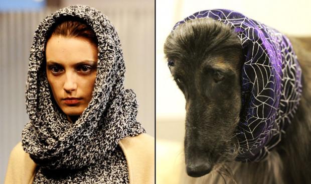 Собаки vs модели