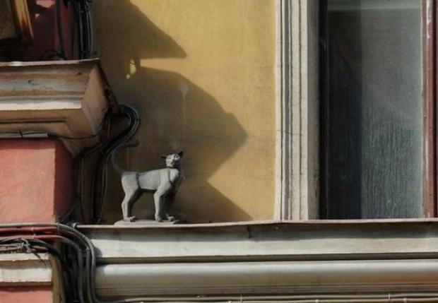 Банный день у питерских кошек