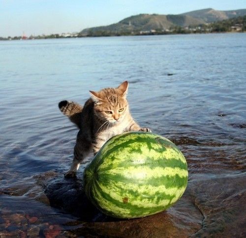 Забавные коты этой недели