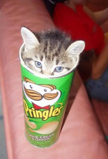 Забавные коты этой недели