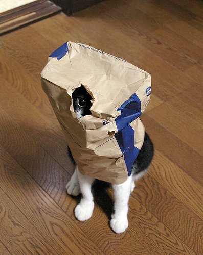 Забавные коты этой недели