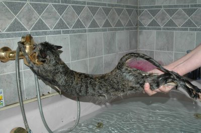 Хит-парад мокрых кошек!