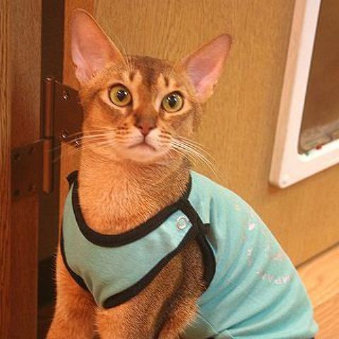 Спортивная одежда для кошек