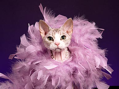 Такие разные кошки Такие разные кошки
