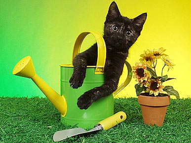 Такие разные кошки Такие разные кошки