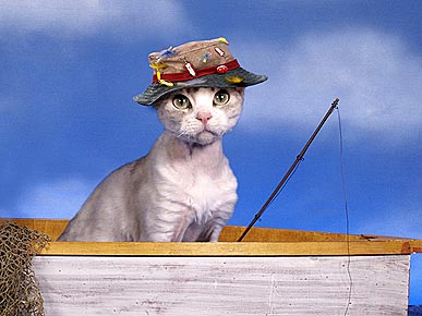 Такие разные кошки Такие разные кошки