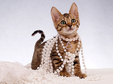 Такие разные кошки Такие разные кошки