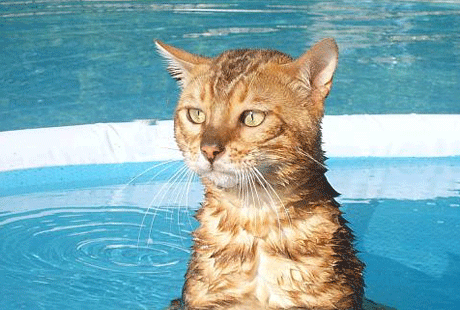Водная терапия для кошки Водная терапия для кошки