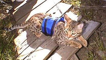 Шлейки для котов Шлейки для котов