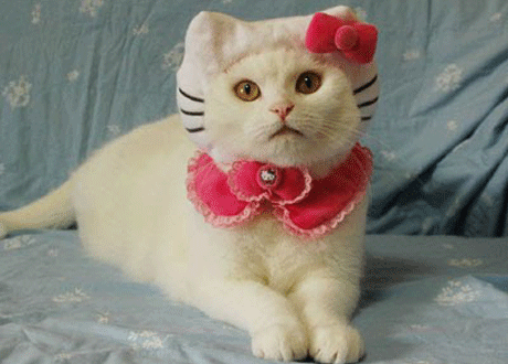 Нужны ли кошкам головные уборы?