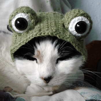Нужны ли кошкам головные уборы?