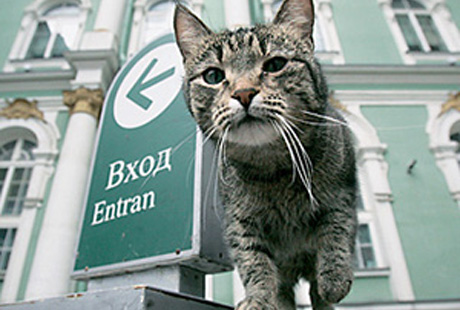 Эрмитажные коты чувствуют себя хорошо Эрмитажные коты чувствуют себя хорошо