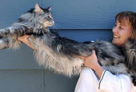 Самый длинный в мире кот Самый длинный в мире кот