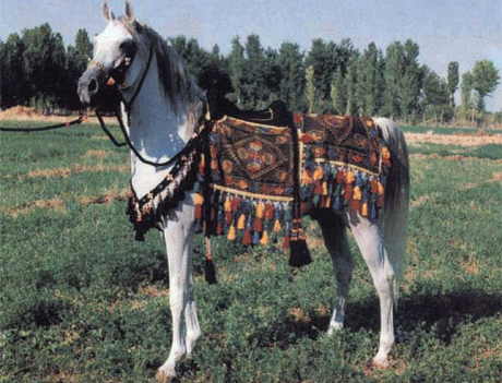 Верховая езда по-арабски