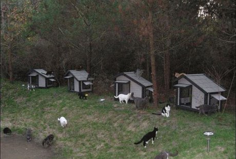 Ранчо для котов во Флориде Ранчо для котов во Флориде