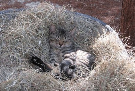 Ранчо для котов во Флориде Ранчо для котов во Флориде