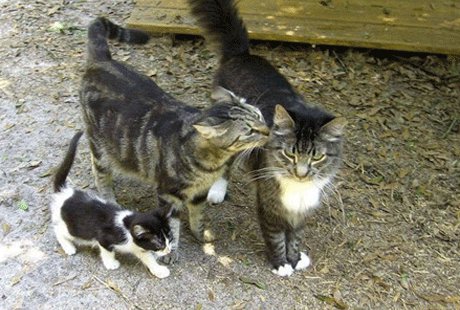 Ранчо для котов во Флориде Ранчо для котов во Флориде